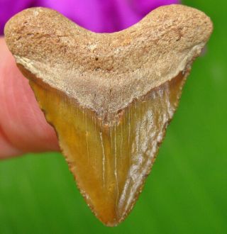 Hubbell Bone Valley Megalodon Fossil Shark Tooth Florida Teeth