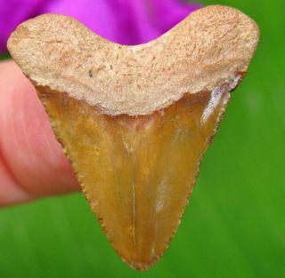 HUBBELL Bone Valley Megalodon Fossil Shark Tooth Florida teeth 2