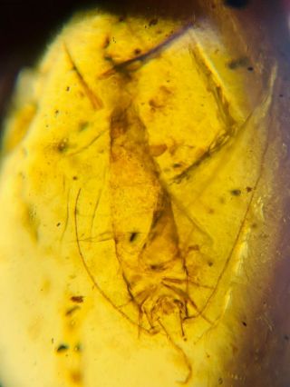 Uncommon Bristletail Burmite Myanmar Burmese Amber Insect Fossil Dinosaur Age