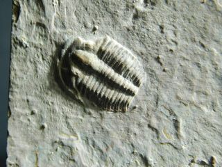 A Small 100 Natural Cambrian Era Utah Elrathia Trilobite Fossil 227gr E E
