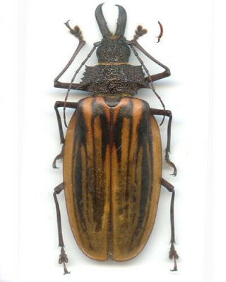 Coleoptera - Cerambycidae - Macrodontia Antonkozlovi - Peru Female 77.  55 Mm