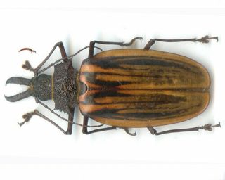 Coleoptera - Cerambycidae - Macrodontia antonkozlovi - Peru Female 77.  55 mm 2