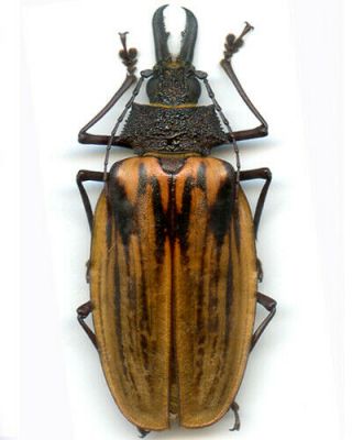 Coleoptera - Cerambycidae - Macrodontia Antonkozlovi - Peru Female 86.  70 Mm