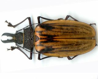 Coleoptera - Cerambycidae - Macrodontia antonkozlovi - Peru Female 86.  70 mm 2