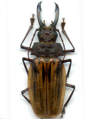 Coleoptera - Cerambycidae - Macrodontia Antonkozlovi - Peru Male 83.  20 Mm