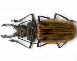 Coleoptera - Cerambycidae - Macrodontia antonkozlovi - Peru Male 83.  20 mm 2