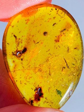 3g Many Flies&stinkbug&beetles Burmite Myanmar Amber Insect Fossil Dinosaur Age