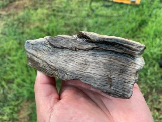 Petrified Texas Oak Wood Limb Branch Gem Tree Treasure