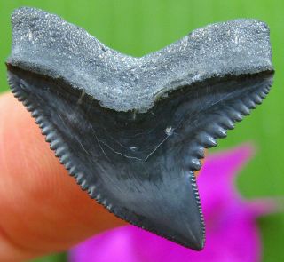 Uncommon Bone Valley Mayumbensis Fossil Tiger Shark Tooth Florida Not Megalodon