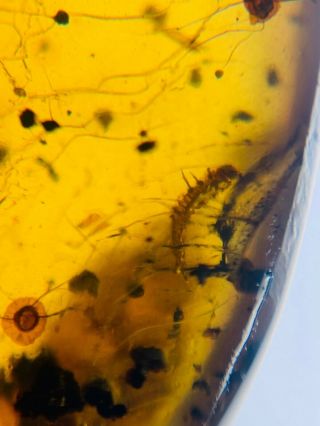 Beetle Larva&unknown Item Burmite Myanmar Burma Amber Insect Fossil Dinosaur Age