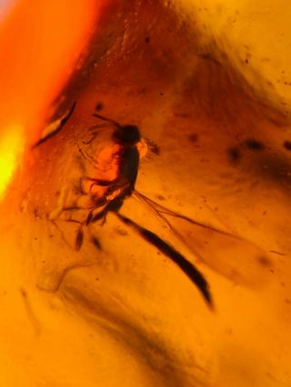 2 Proctotrupoidea wasp bee&fly Burmite Myanmar Amber insect fossil dinosaur age 3