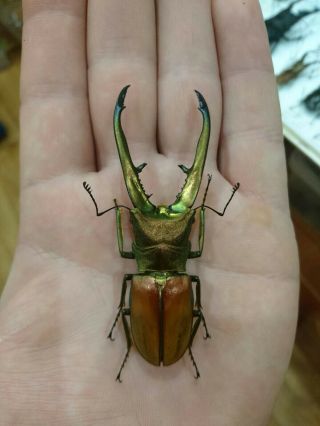 Coleoptera Lucanidae Cyclommatus Chewi 77 Mm/ Borneo,  Sabah / Veri Rare
