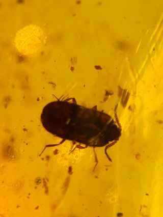 unknown big bug&beetle Burmite Myanmar Burmese Amber insect fossil dinosaur age 2