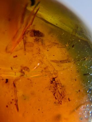 unknown big bug&beetle Burmite Myanmar Burmese Amber insect fossil dinosaur age 3
