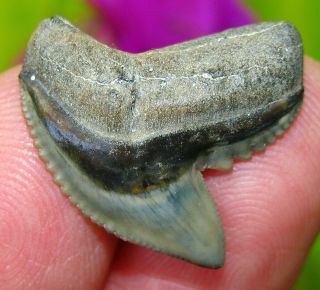 Killer Venice Fossil Tiger Shark Tooth Florida Miocene Teeth Not Megalodon
