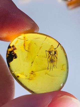 2.  65g Cicada Larva Burmite Myanmar Burmese Amber Insect Fossil From Dinosaur Age
