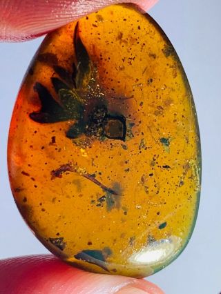 3.  5g plant tree leaf Burmite Myanmar Burmese Amber insect fossil dinosaur age 2