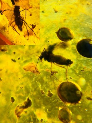 2 Mosquito Fly&plant Spores Burmite Myanmar Amber Insect Fossil Dinosaur Age