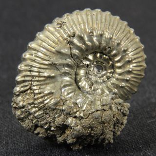 0.  9in/2.  2cm Incredible Shine Pyrite Ammonite Kosmoceras Callovian Fossil Russia