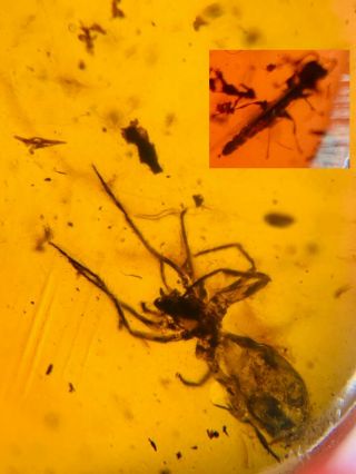 Unique Spider&wasp Bee Burmite Myanmar Burmese Amber Insect Fossil Dinosaur Age