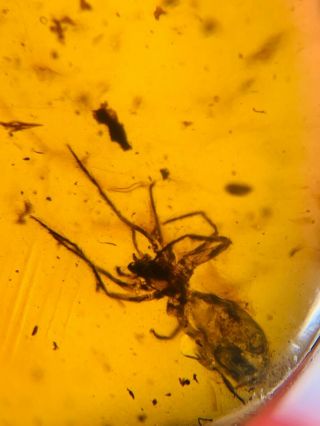unique spider&wasp bee Burmite Myanmar Burmese Amber insect fossil dinosaur age 2