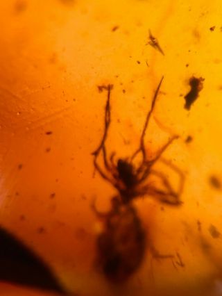 unique spider&wasp bee Burmite Myanmar Burmese Amber insect fossil dinosaur age 3