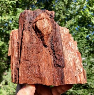 Reilly’s Rocks: Unique Colors Saint Johns Az.  Petrified Wood Fungus/knot 4.  25lb