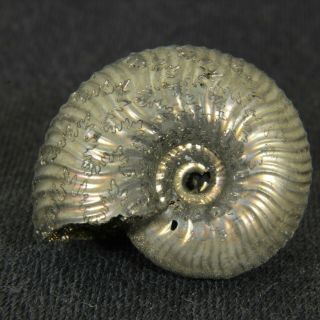 0.  9in/2.  3cm Incredible Shine Pyrite Ammonite Funiferites Allae Jurassic Russia