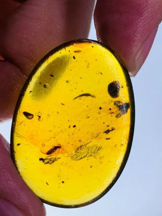 2.  73g Unknown Fly Bug Burmite Myanmar Burmese Amber Insect Fossil Dinosaur Age