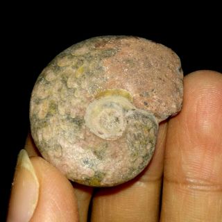 Ammonite Fossil,  Daraelitidae From Timor,  31mm