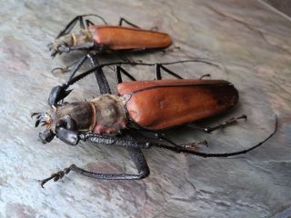 Giant 122/101mm Callipogon Armillatus Pair A1 Prioninae Cerambycidae Peru