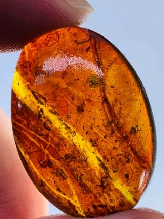 3.  5g tree bark&wasp&beetle&fly Burmite Myanmar Amber insect fossil dinosaur age 2
