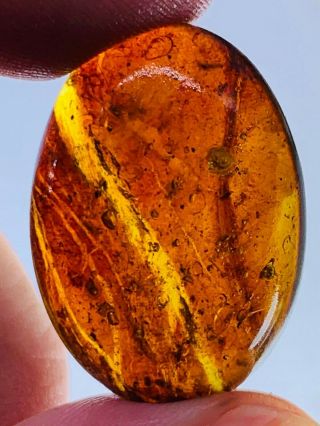 3.  5g tree bark&wasp&beetle&fly Burmite Myanmar Amber insect fossil dinosaur age 3