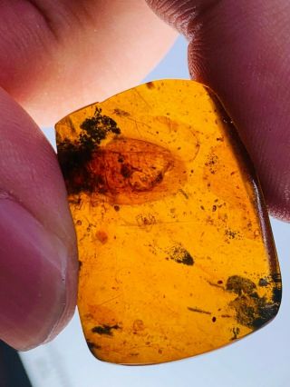 4.  36g Big Roach&spider Burmite Myanmar Burmese Amber Insect Fossil Dinosaur Age