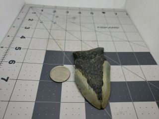 Megalodon Unrestored 3.  55 Inch Prehistoric Huge Meg Tooth Fossil 607