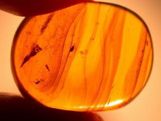 2 Beetles In Burmite Amber Fossil Gemstone From Dinosaur Age Flows