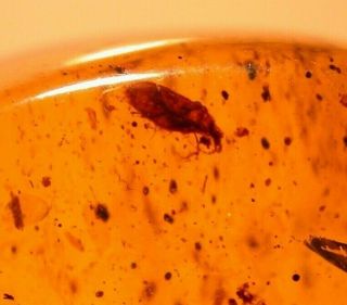 True Bug With Psocopteran In Burmite Amber Fossil Gemstone From Dinosaur Age