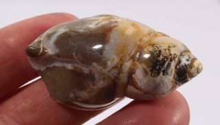 India Fossil Agatized Snail Specimen 1.  33 Oz Gastropod
