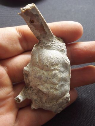 Rare preciou Crab Fossil specimen Madagascar Triassic AA08 2
