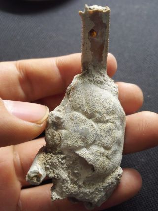Rare preciou Crab Fossil specimen Madagascar Triassic AA08 3
