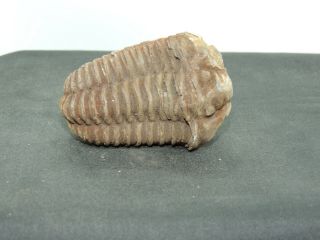 Phacops Trilobite Specimen Over 2 Inches Long (15516)