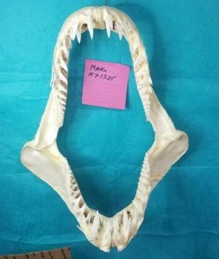 15 " ×17.  25 " Mako Shark Jaws Tooth Teeth Taxidermy Mount Skull Skeleton Real Bone