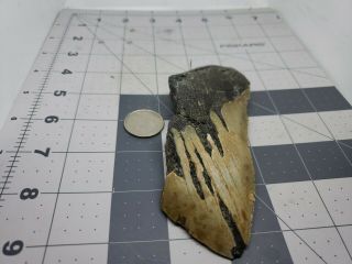 Megalodon Unrestored 5.  22 Inch Prehistoric Huge Meg Tooth Fossil 592