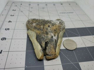 Megalodon Unrestored 3.  80 Inch Prehistoric Huge Meg Tooth Fossil 591