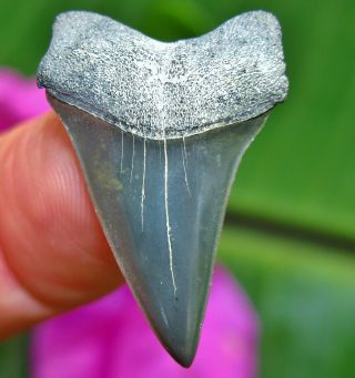 Florida Fossil Mako Shark Tooth Not Megalodon Teeth