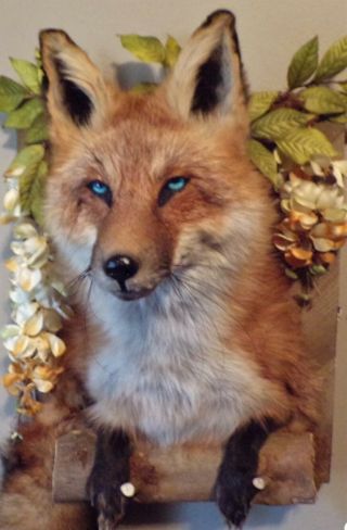 Taxidermy Pretty 1/2 Red Fox Awesome Blue Eyes/mancave/sheshed/fur/bobcat/coyote