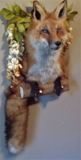 TAXIDERMY PRETTY 1/2 RED FOX AWESOME BLUE EYES/MANCAVE/SHESHED/FUR/BOBCAT/COYOTE 2
