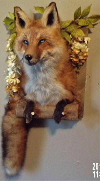 TAXIDERMY PRETTY 1/2 RED FOX AWESOME BLUE EYES/MANCAVE/SHESHED/FUR/BOBCAT/COYOTE 3