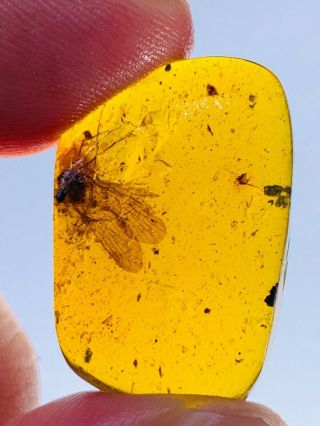 2.  7g unknown bug wings Burmite Myanmar Burmese Amber insect fossil dinosaur age 2