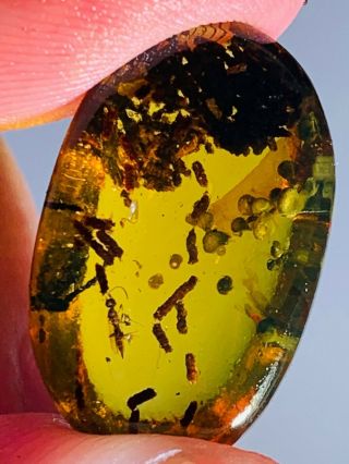 Wasp Bee&many Bug Feces Burmite Myanmar Burmese Amber Insect Fossil Dinosaur Age